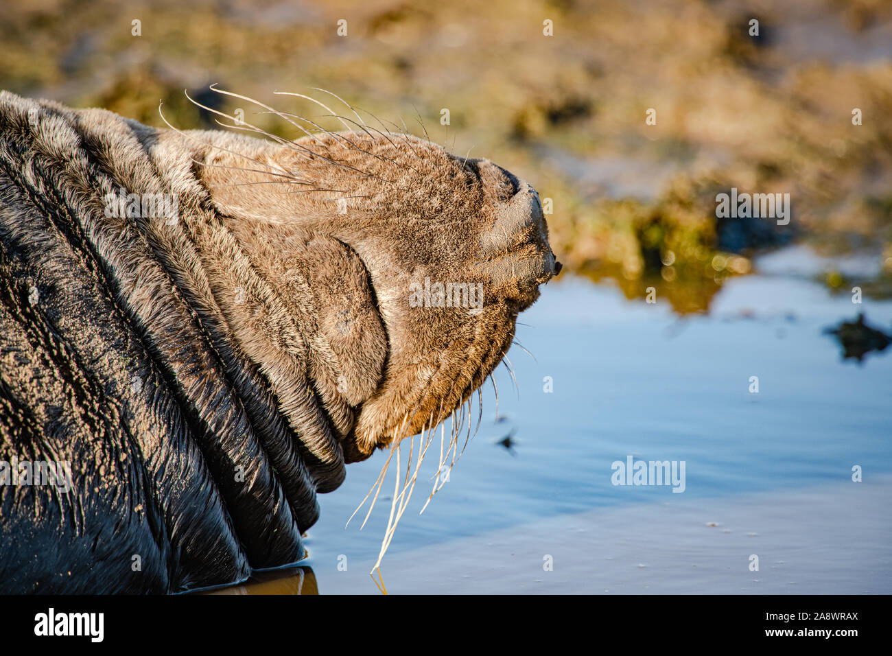 Gray Seal asleep in the water closeup Stock Photo