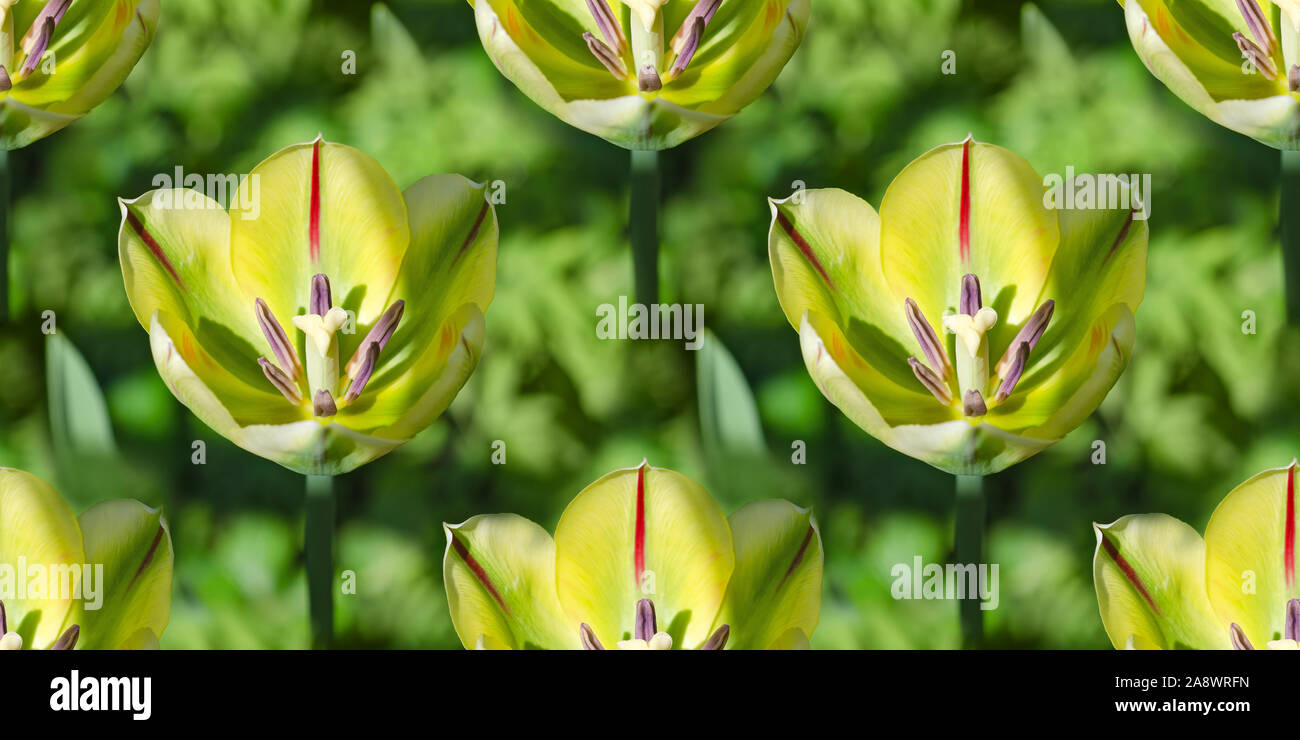 Natural floral background with green colored tulips Stock Photo