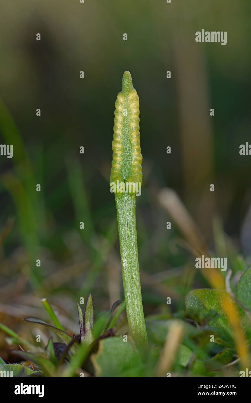 Small Adder's-tongue fern (Ophioglossum azroricum) Shetland Islands, UK, July Stock Photo