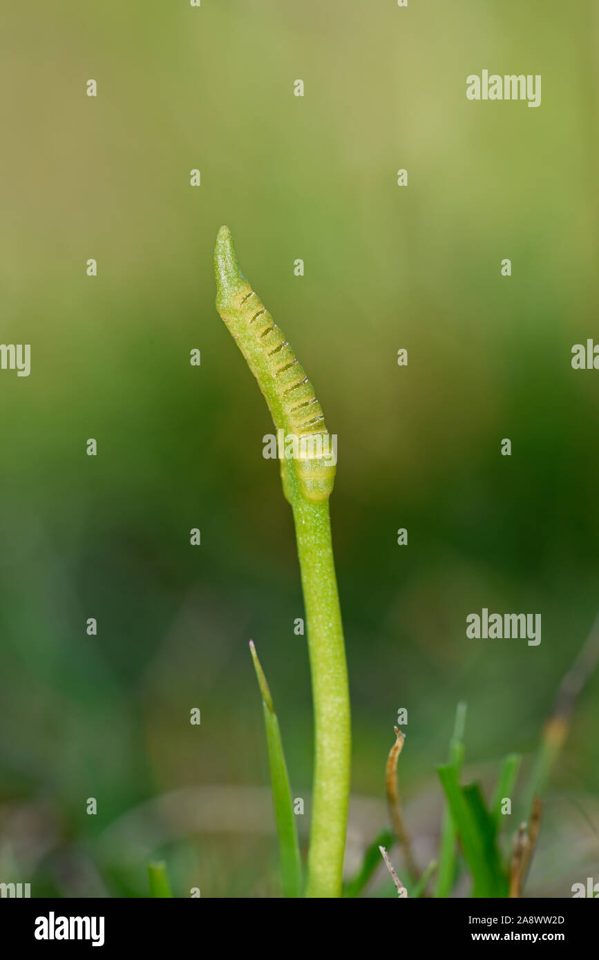 Small Adder's-tongue fern (Ophioglossum azroricum) Shetland Islands, UK, July Stock Photo