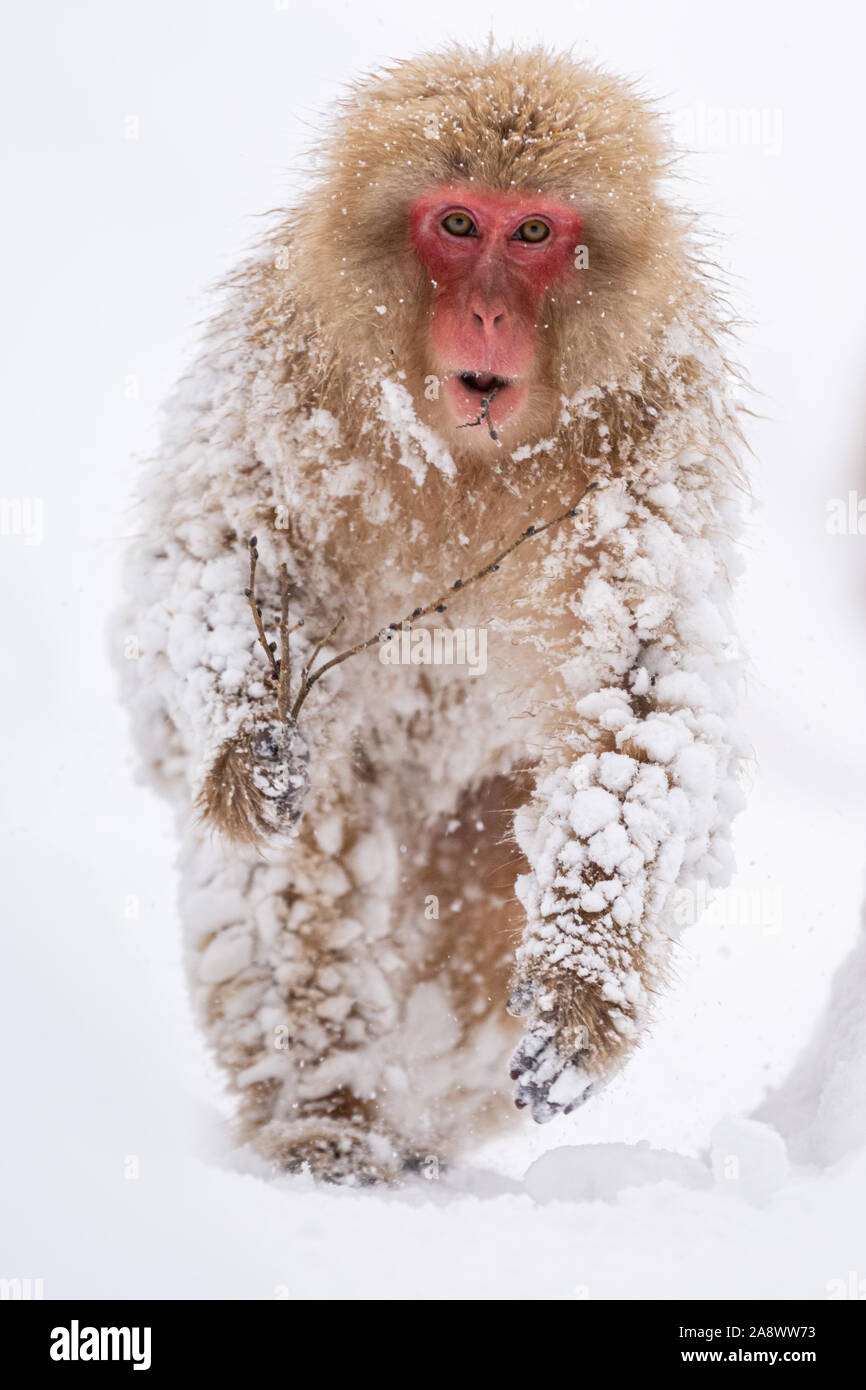 Japanese Snow Monkey - Charging Down Stock Photo