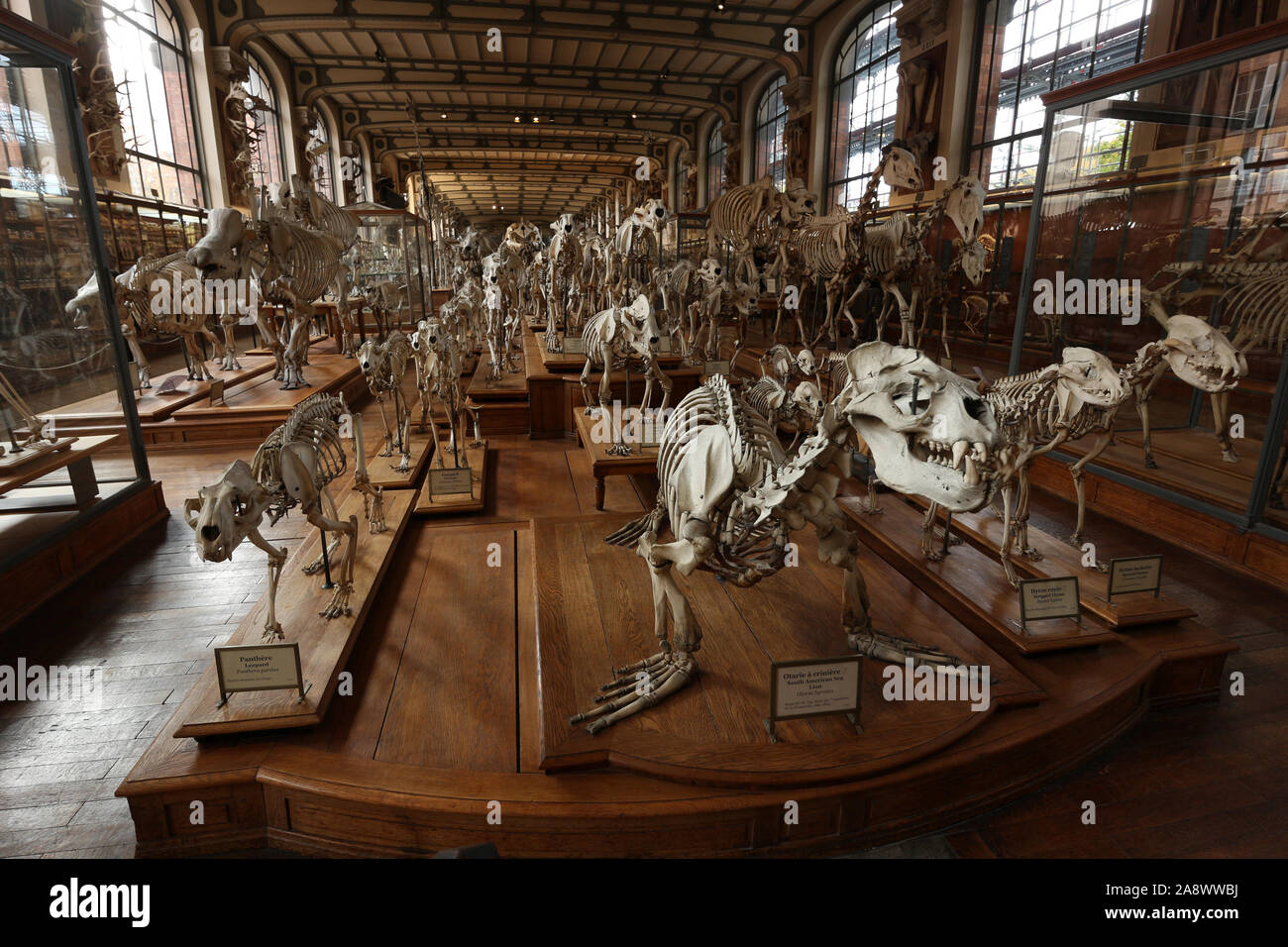 Galerie de paleontologie et d'anatomie comparée National Natural History Museum of Paris Galerie de paleontologie et d'anatomie comparée National Natural History Museum of Paris