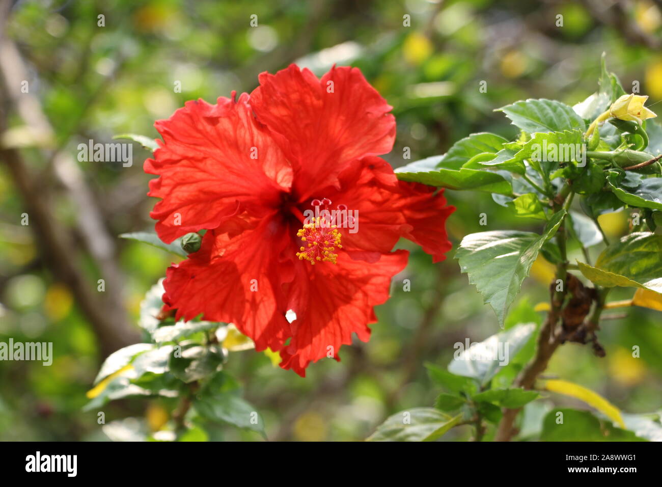A Red Hibiscus flower in bloom Stock Photo Alamy