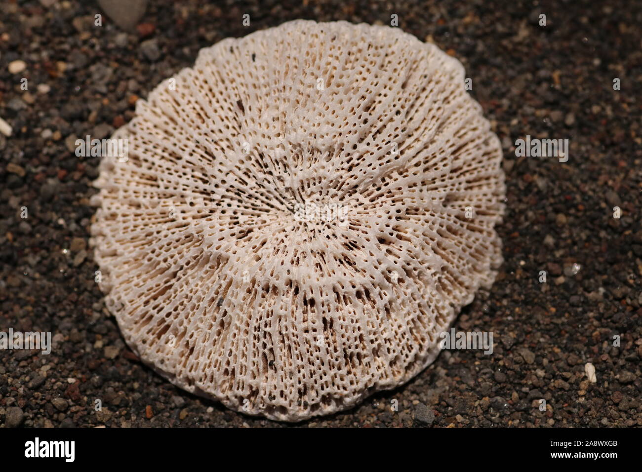 Sea Shell Mandala High Resolution Stock Photography And Images Alamy