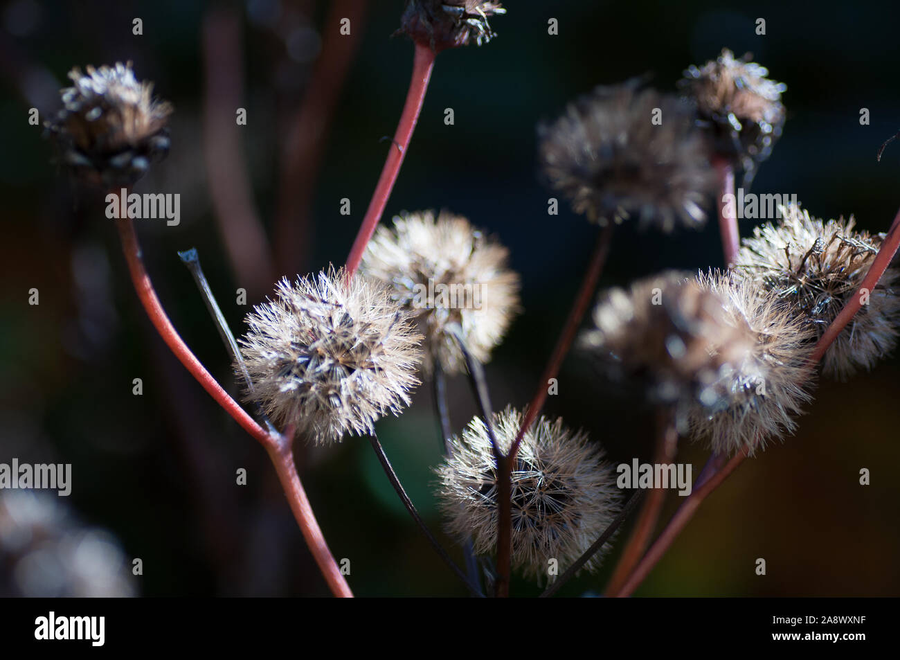 the seed pods or heads of Eastern showy aster (Eurybia spectabilis) Stock Photo