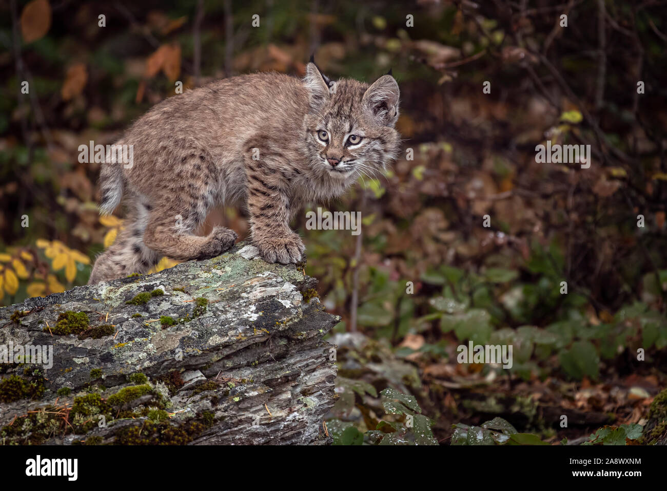 Female bobcat and kitten hi-res stock photography and images - Alamy
