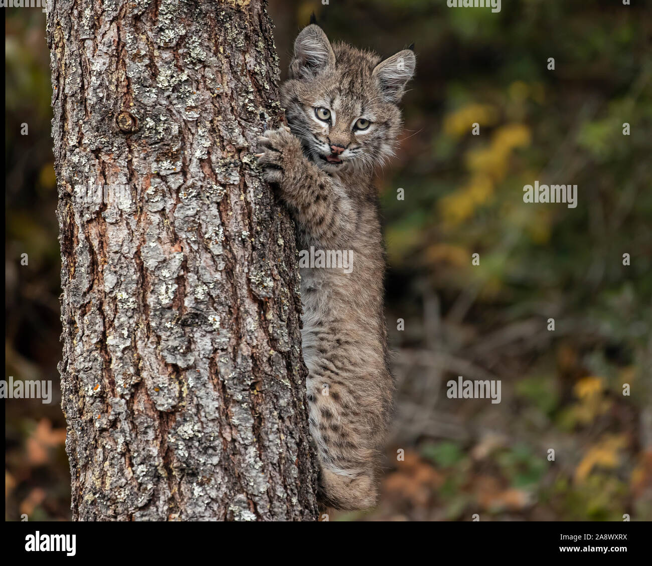 Bobcat rocky mountains hi-res stock photography and images - Alamy
