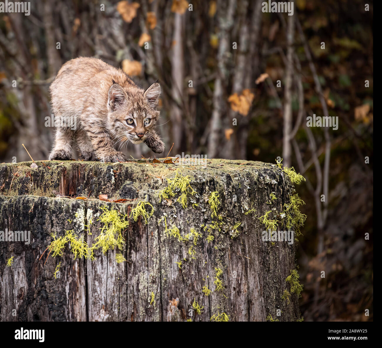 Bobcat kitten in fall colors Stock Photo - Alamy