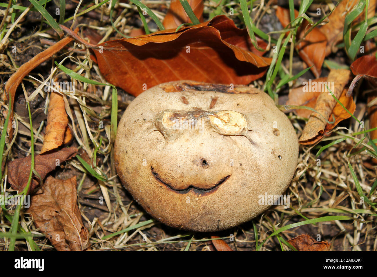 Comical Smiley Face on a Common Earthball Scleroderma citrinum Stock Photo