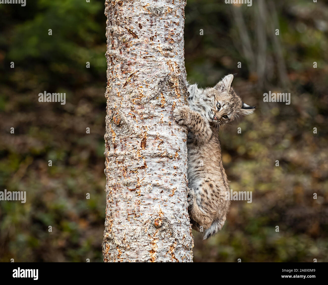 Female bobcat and kitten hi-res stock photography and images - Alamy