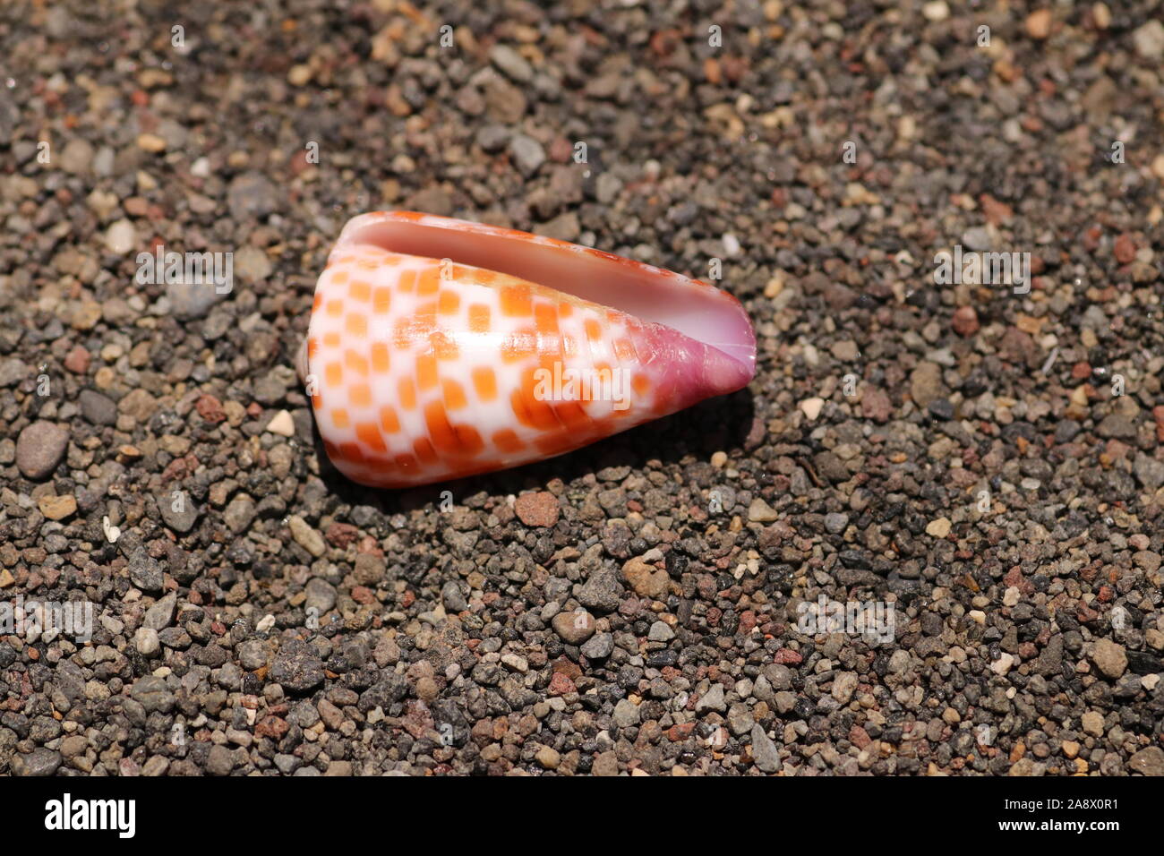 Conch shell of predatory sea snail. Conus Tessulatus from family MARINE GASTROPODS. Cone with orange spots on stony sand bedrock. Stock Photo
