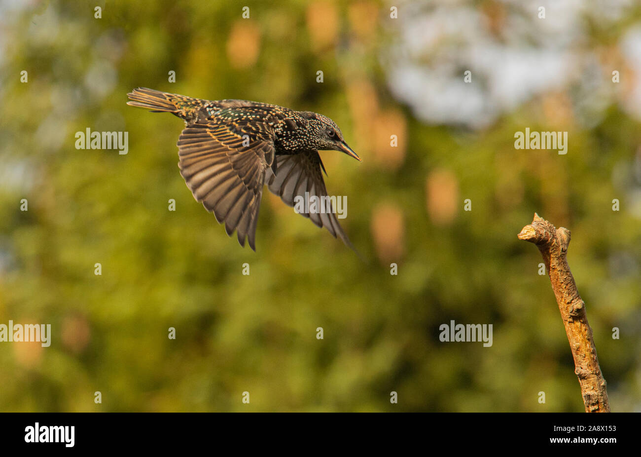 Starling in Flight, United Kingdom Bedfordshire, blue sky and colourful feathers in November 2019 Stock Photo
