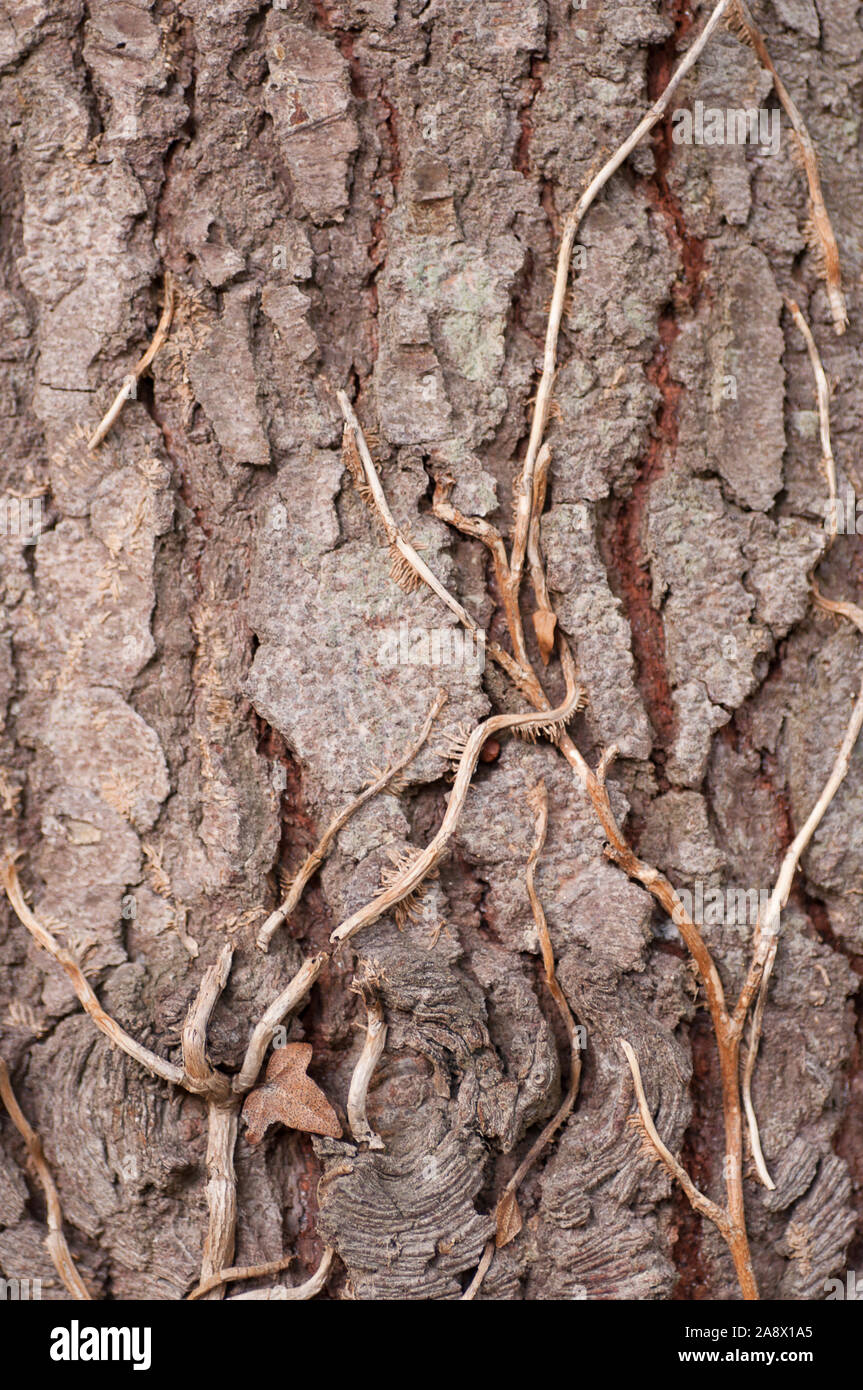 Big climbing plants hires stock photography and images Alamy