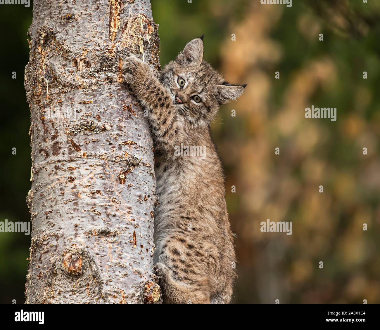 Bobcat rocky mountains hi-res stock photography and images - Alamy