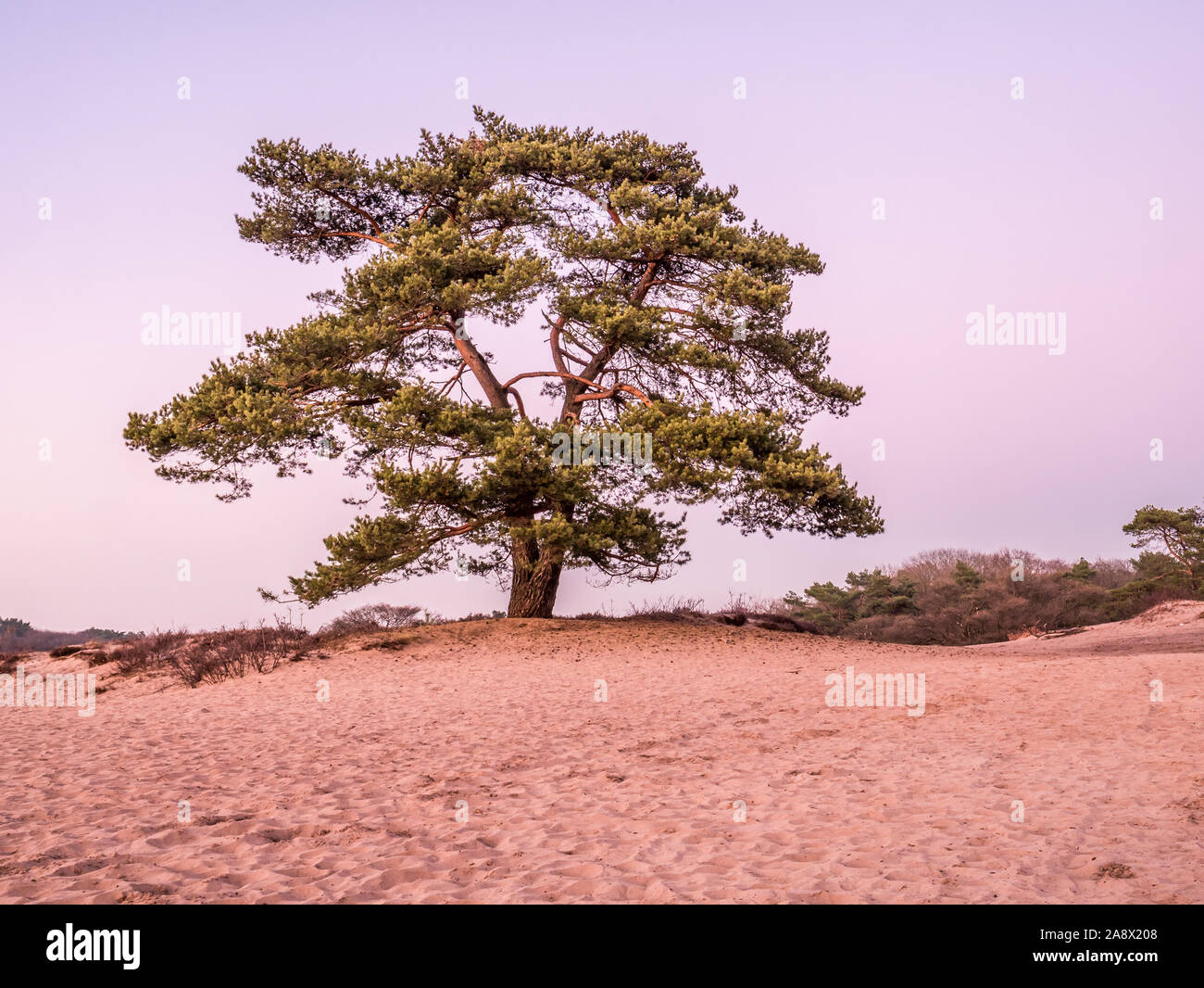 Solitary Scots pine tree, Pinus sylvestris, in sand dunes of heathland at dusk, Goois Nature Reserve, Netherlands Stock Photo