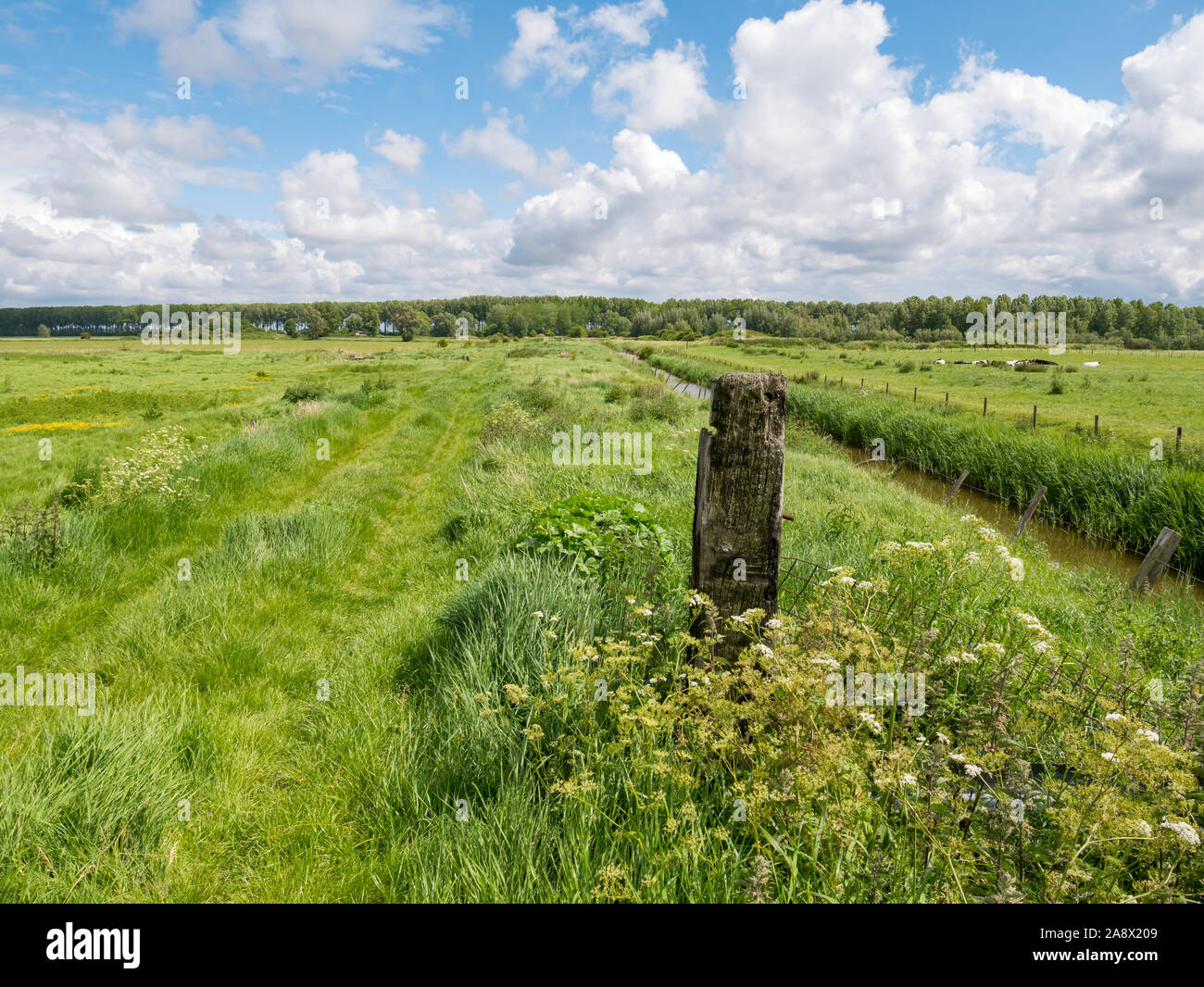 Panorama of grassland and ditch, West Flanders countryside near Damme, Flanders, Belgium Stock Photo