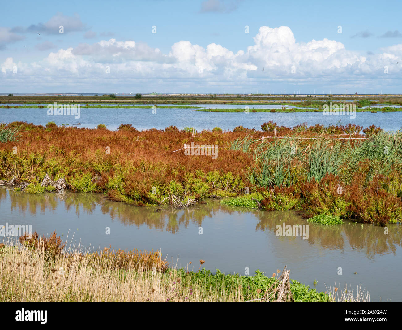 Panorama of marshes on manmade artificial island of Marker Wadden, Markermeer, Netherlands Stock Photo