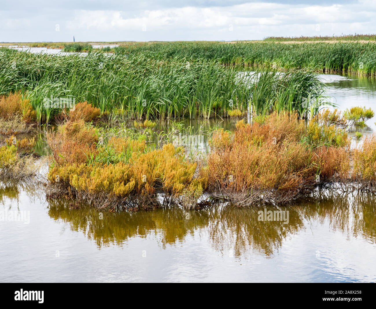 New nature of marshland on manmade artificial island of Marker Wadden, Markermeer, Netherlands Stock Photo