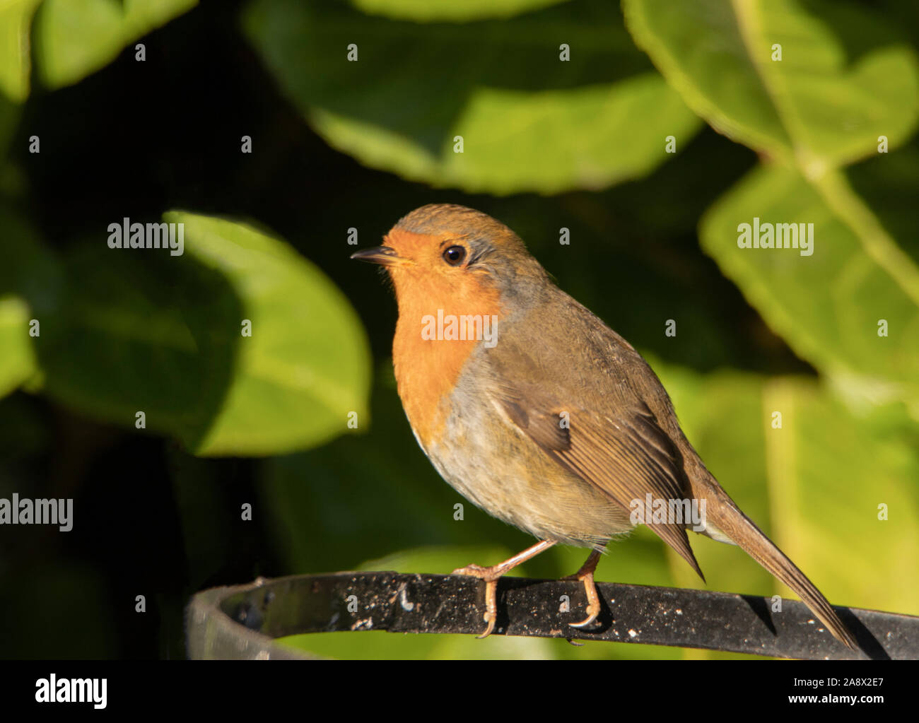 Black Bush Robin High Resolution Stock Photography and Images - Alamy