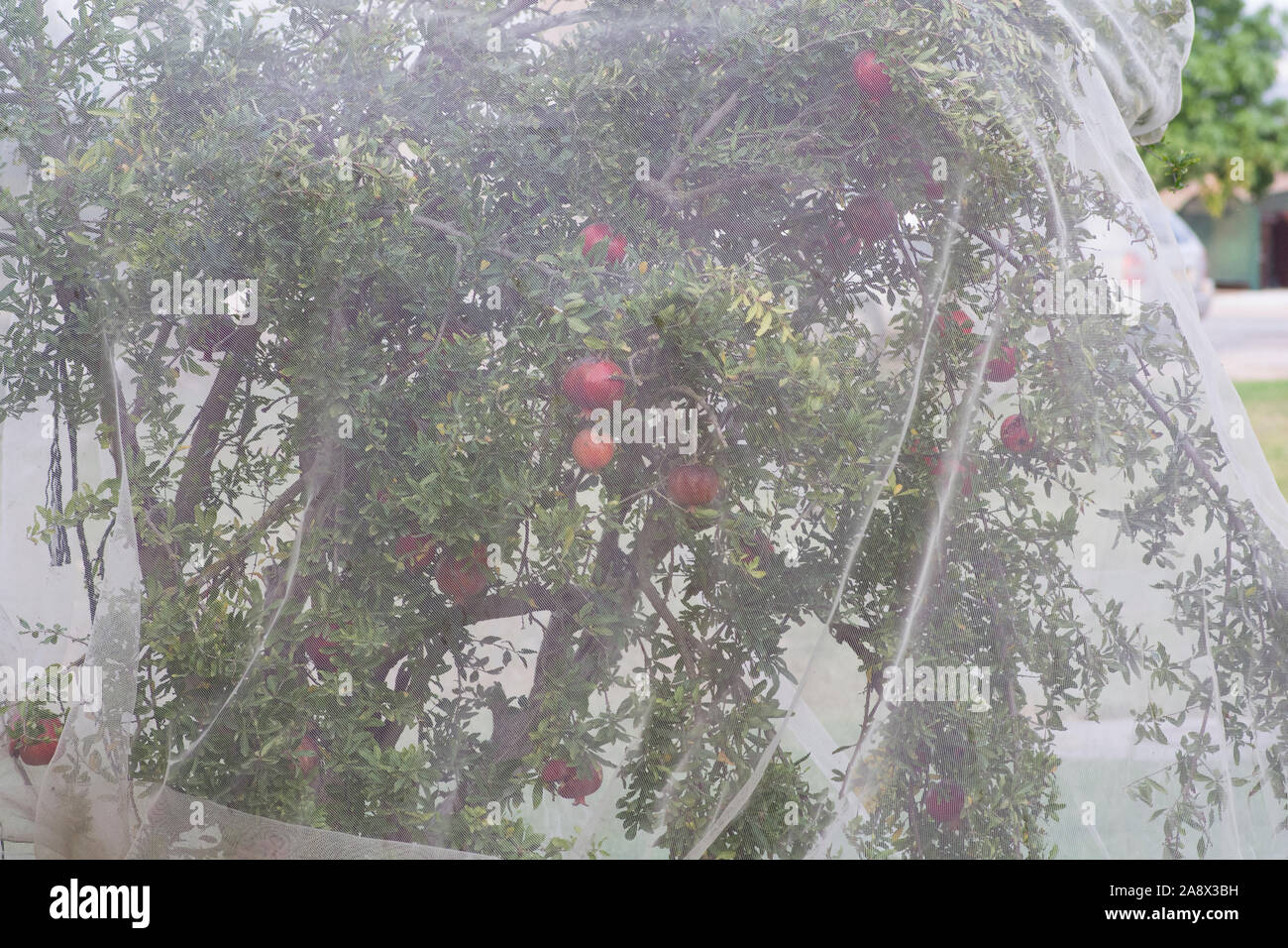 Bird protection net for Pomegranate Punica granatum) fruits, preventing