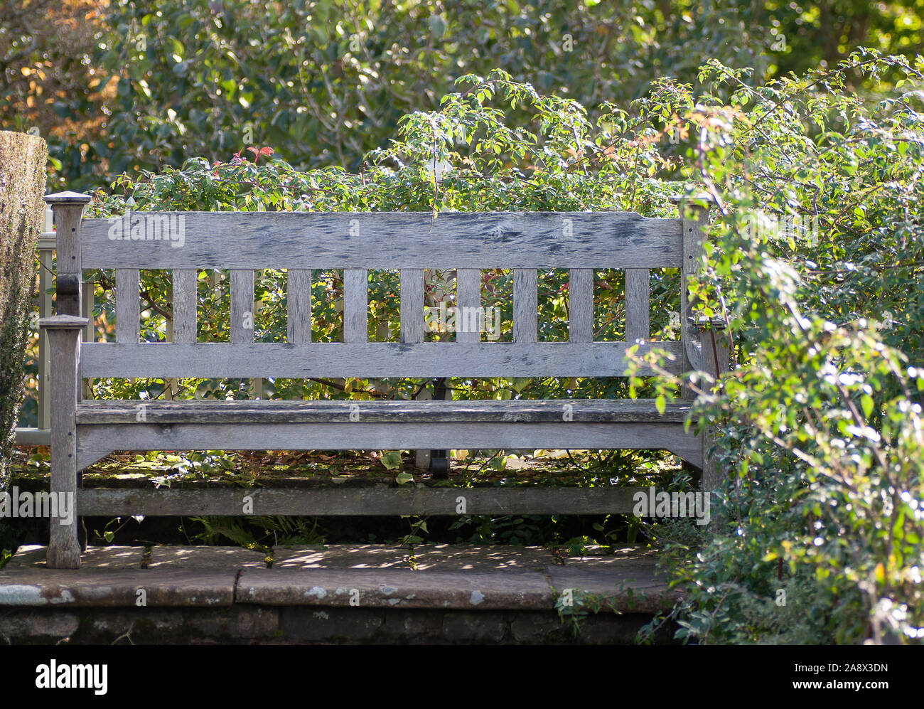 Park bench set against green natural background of plants Stock Photo -  Alamy