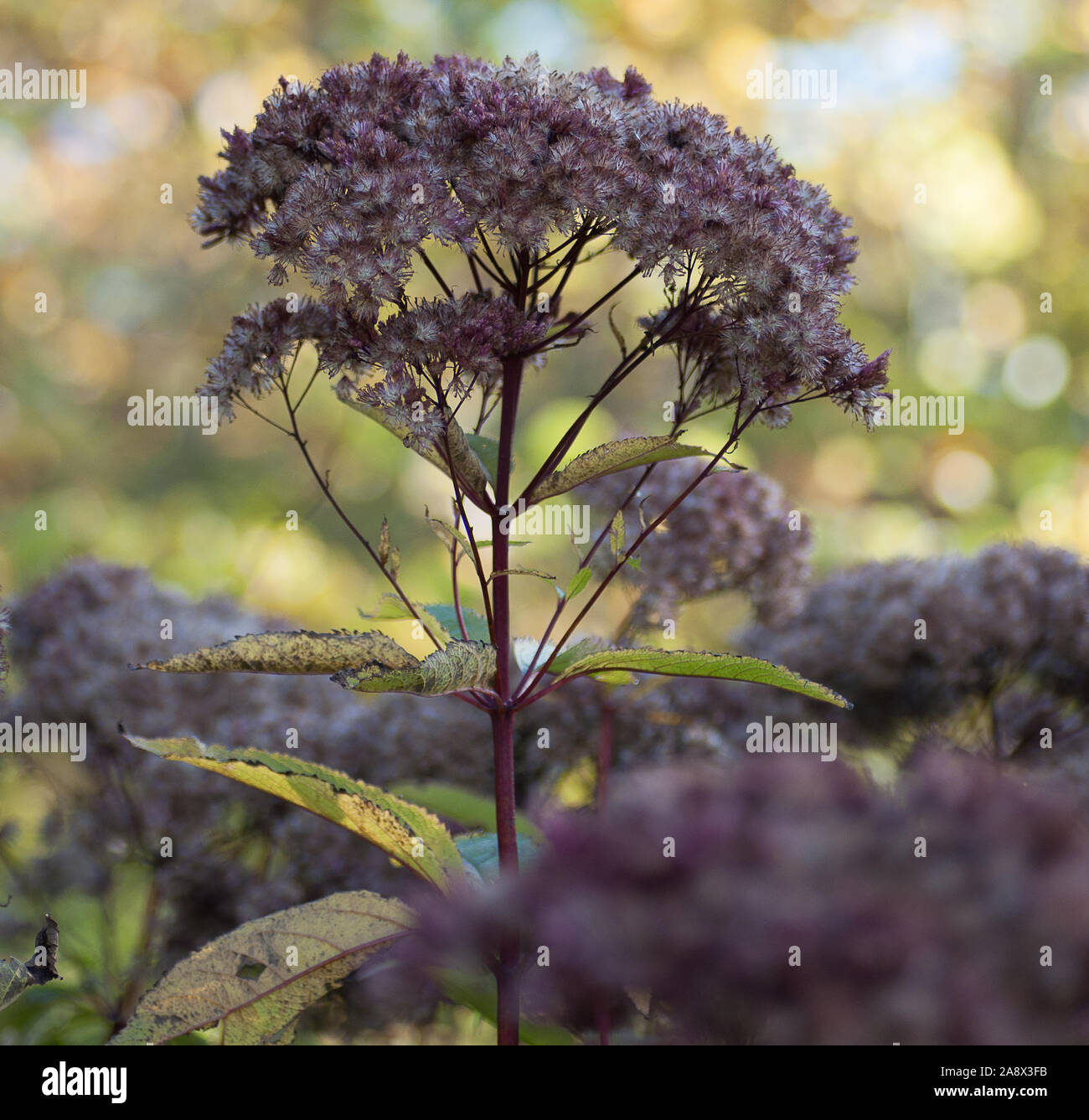 purple Joe-Pye weed, Eutrochium purpureum Stock Photo