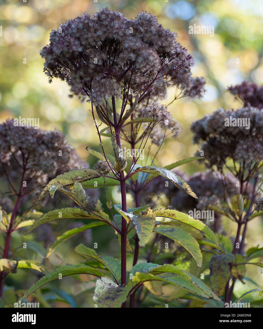 purple Joe-Pye weed, Eutrochium purpureum Stock Photo
