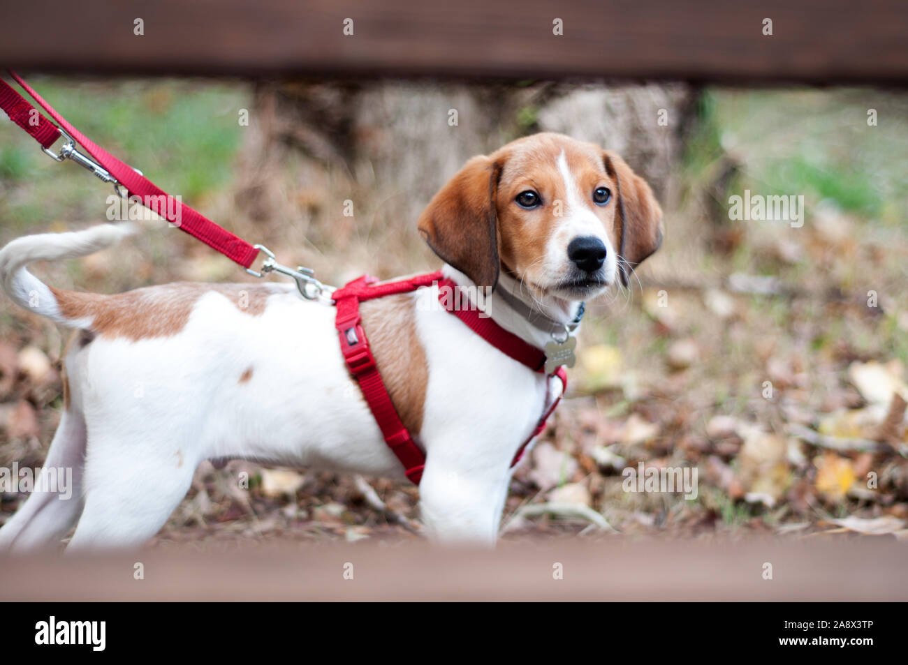 beautiful white and brown puppy at the park with a red leash he is standing and looking the camera Stock Photo
