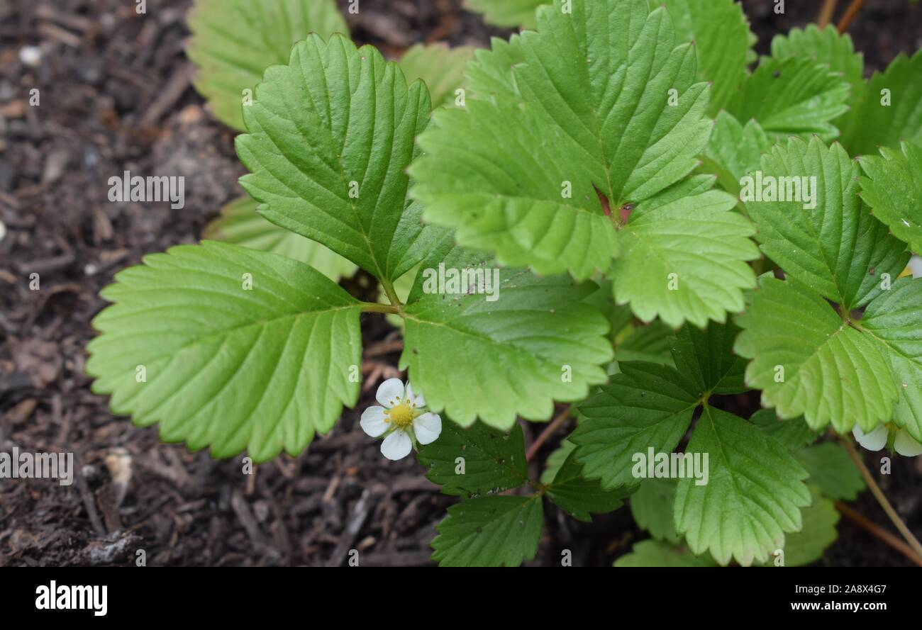 Baby strawberries hi-res stock photography and images - Alamy