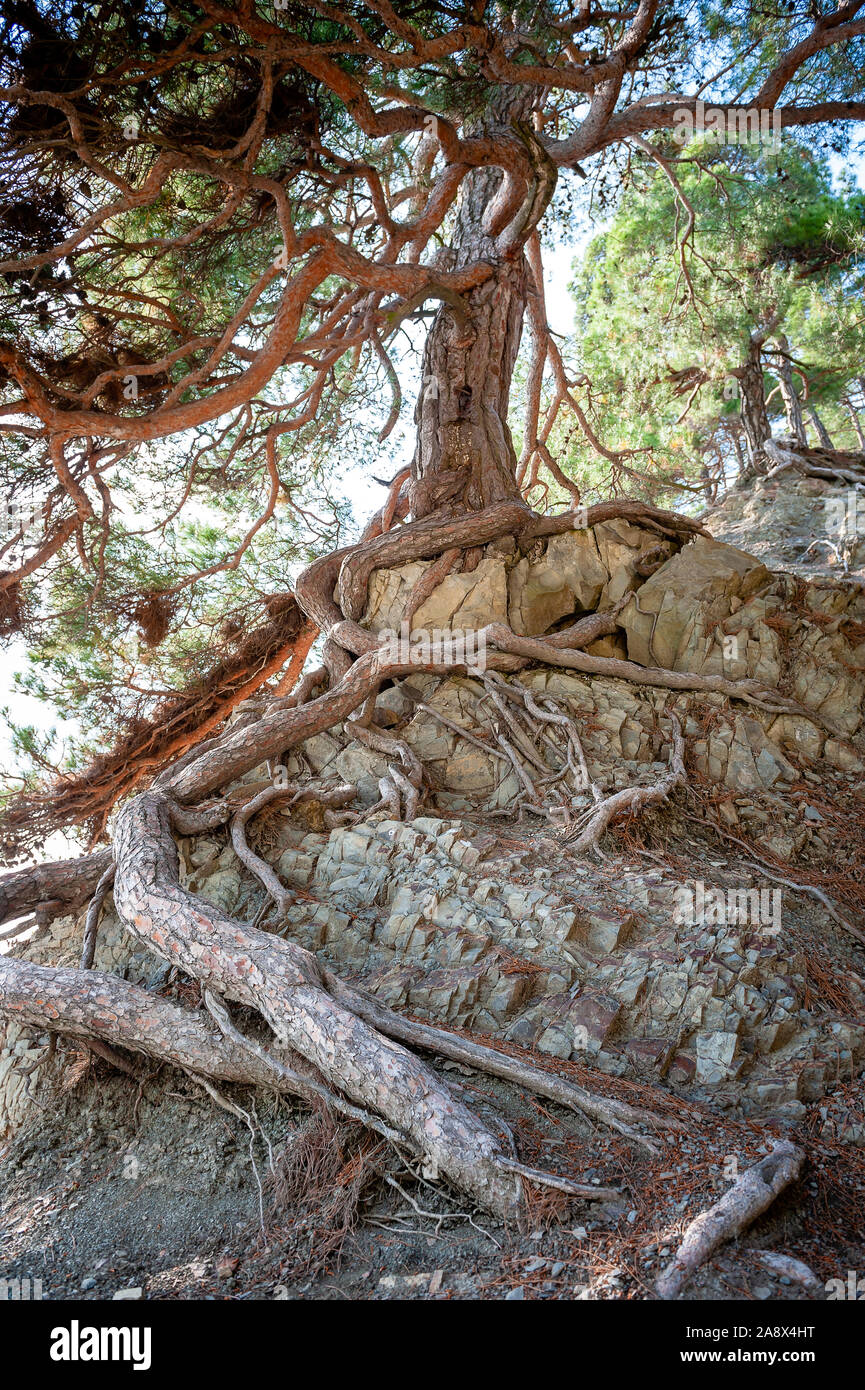 Roots of tree through the rocks Stock Photo - Alamy