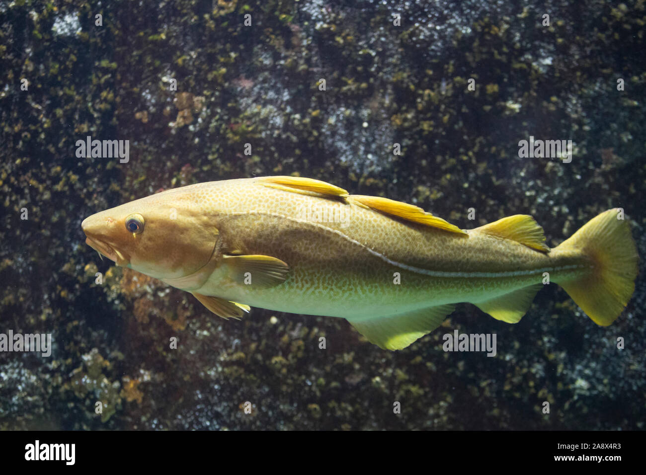 Dorsch Kabeljau Atlantischer Kabeljau Gadus Morhua Cod Atlantic Cod Morue Codling Codfish Cabbilaud La Morue De L Atlantique La Morue Fran Stock Photo Alamy Dorsch Kabeljau Atlantischer Kabeljau Gadus Morhua Cod Atlantic Cod Morue Codling Codfish Cabbilaud La Morue De L Atlantique La Morue Fran Stock Photo Alamy
