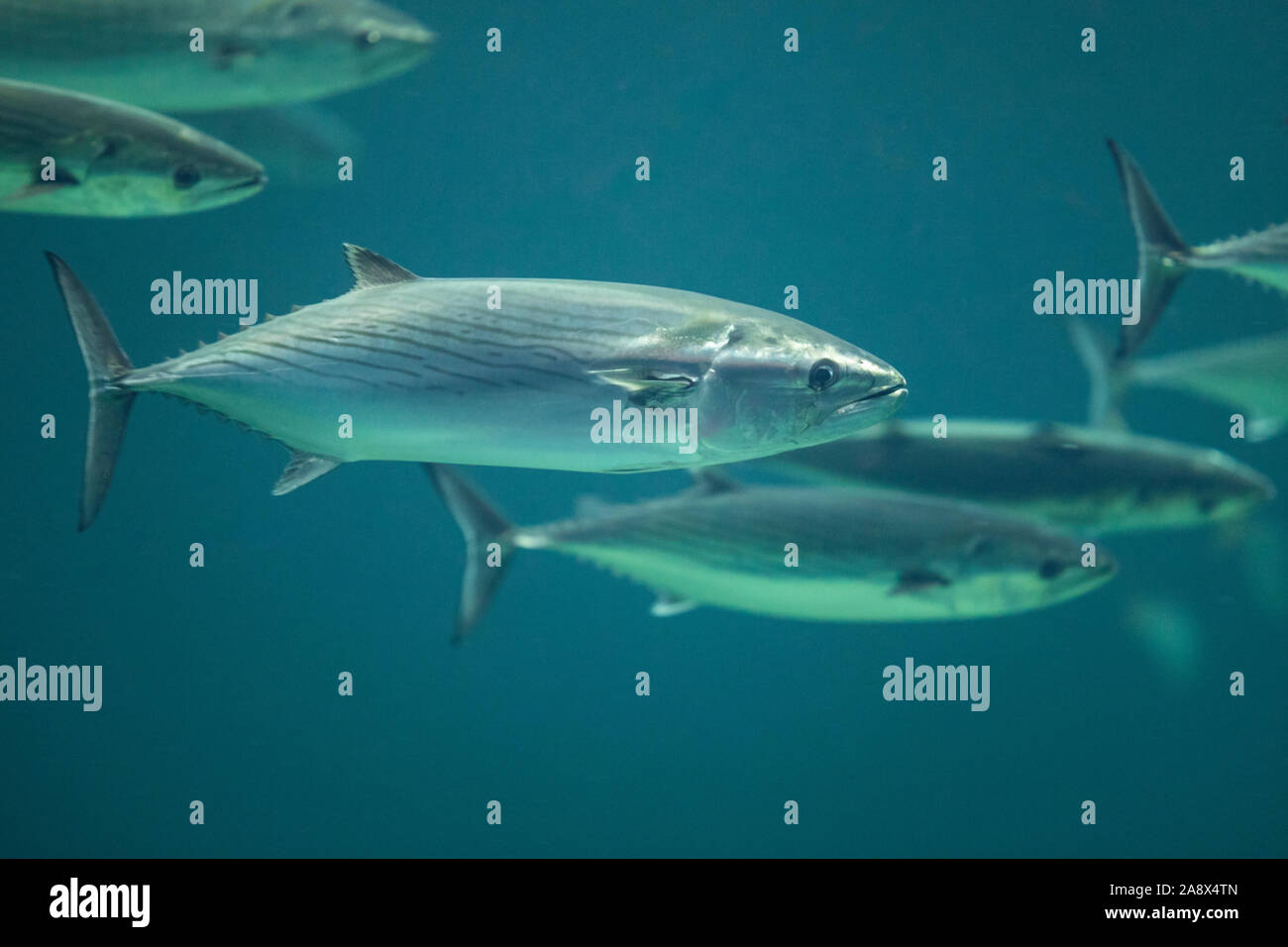 Atlantischer Bonito, Pelamide, Bonito, Sarda sarda, Atlantic bonito, La bonite à dos rayé, la pélamide Stock Photo