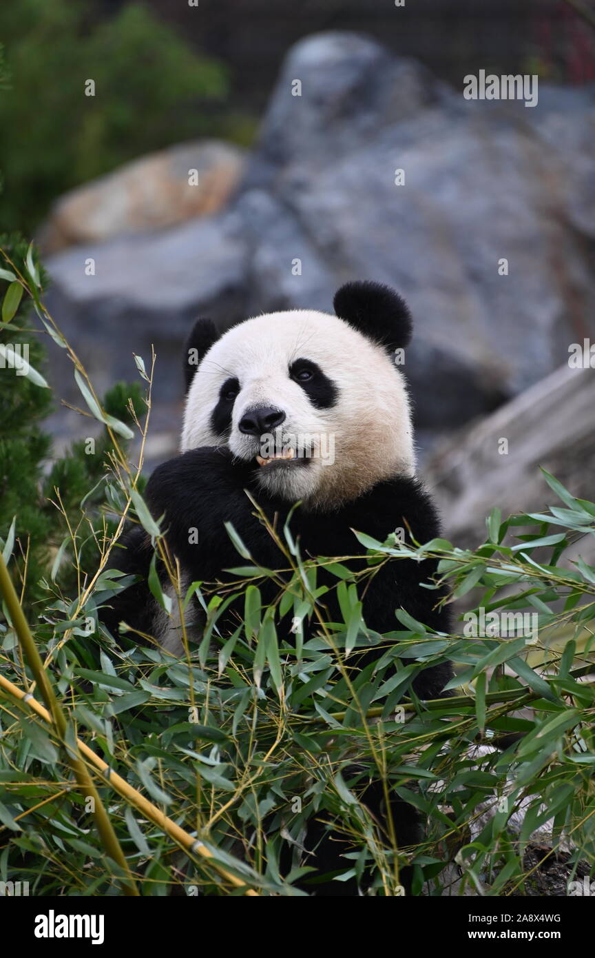 a giant panda  eats bamboo Stock Photo