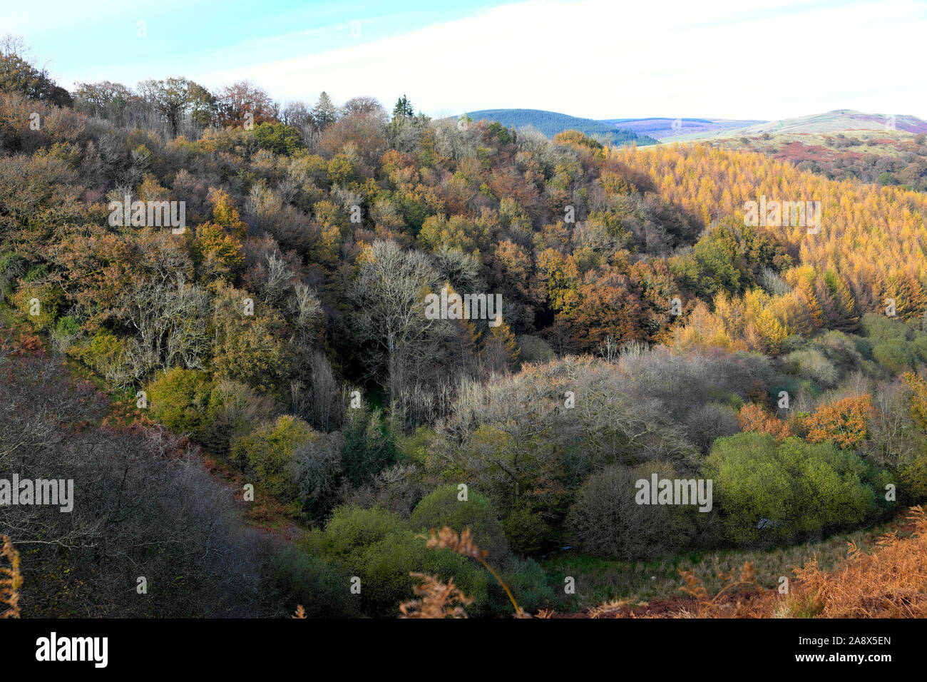 Deciduous oak natural forest woodland wooded wood landscape Larch trees tree plantation countryside in autumn  Carmarthenshire Wales UK  KATHY DEWITT Stock Photo