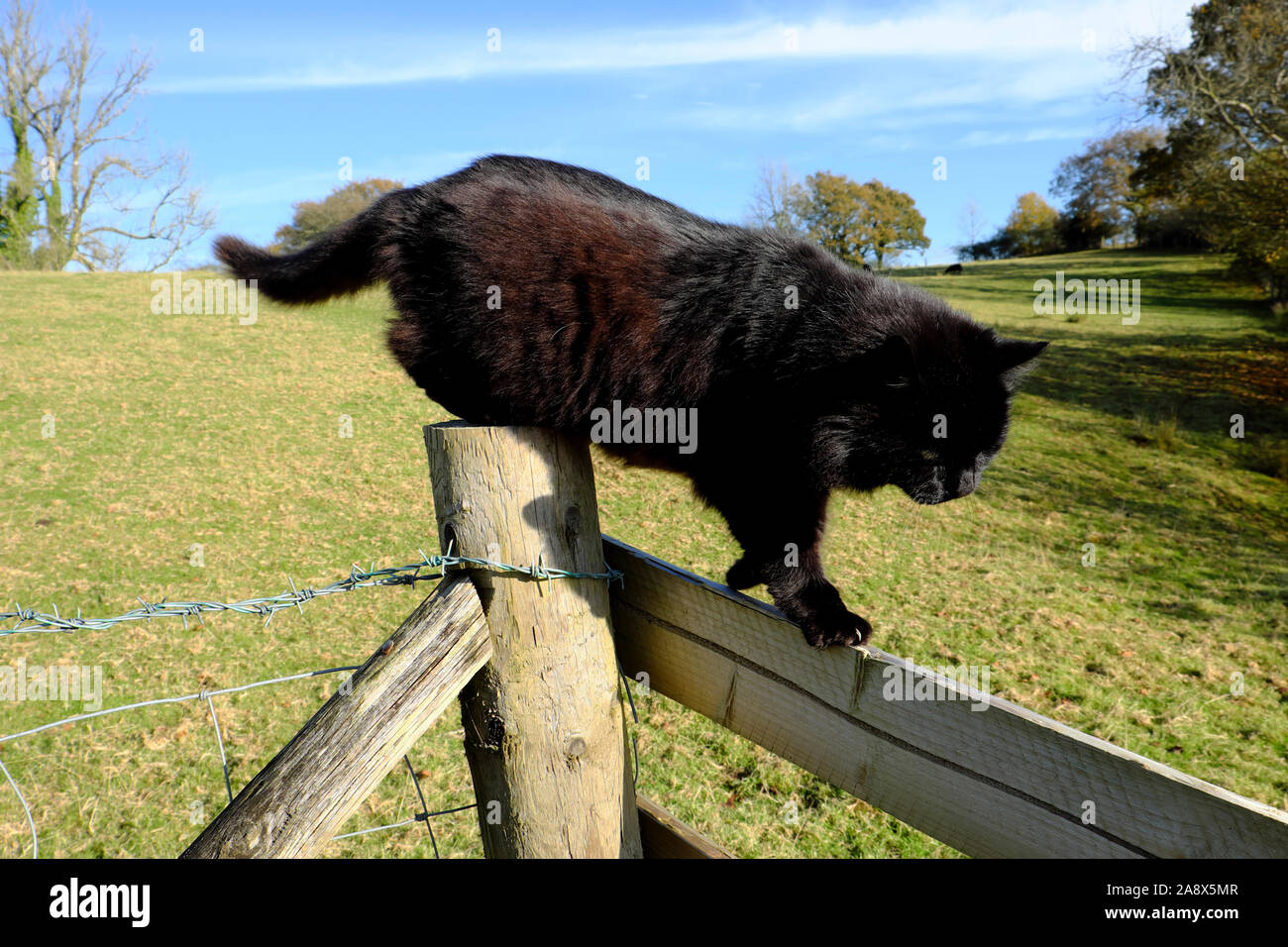 Black Norwegian Forest cat walking on a wooden fence on a sunny November day in the countryside Carmarthenshire Wales UK  KATHY DEWITT Stock Photo
