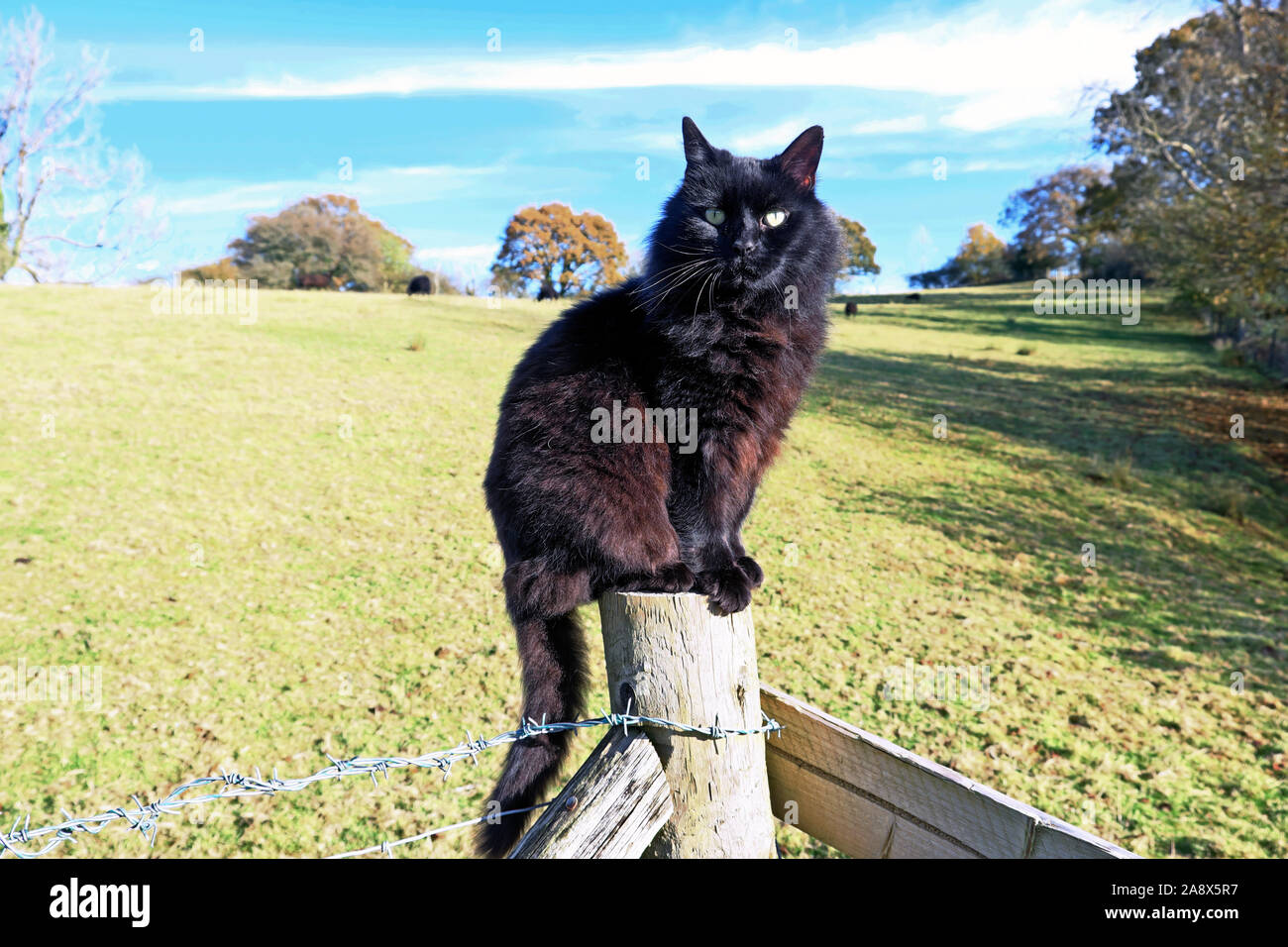 Black Norwegian Forest cat sitting on a post in the countryside on a sunny November day in Carmarthenshire Wales UK  KATHY DEWITT Stock Photo