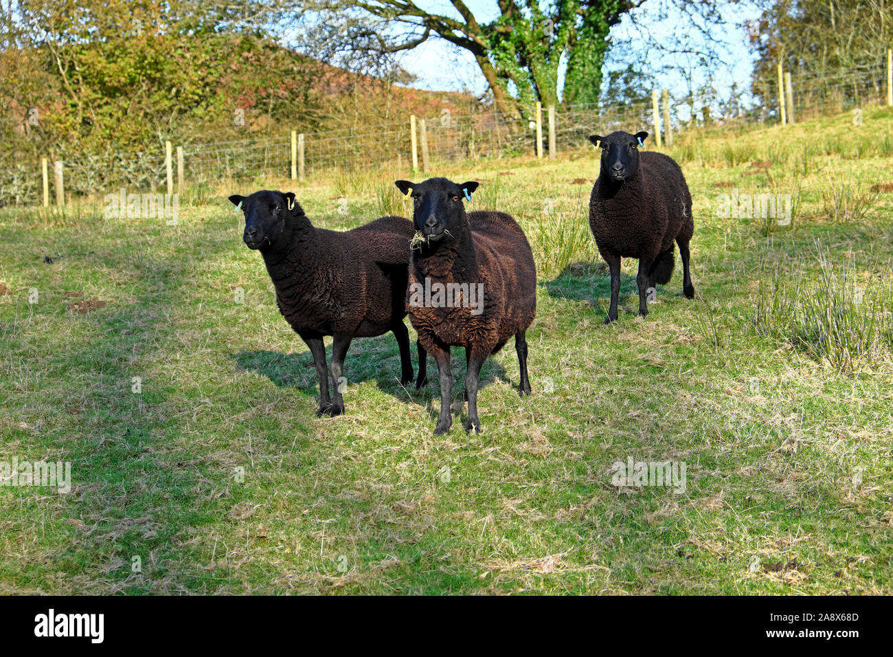 Black sheep grazing in an autumn field in November in Carmarthenshire Wales UK  KATHY DEWITT Stock Photo