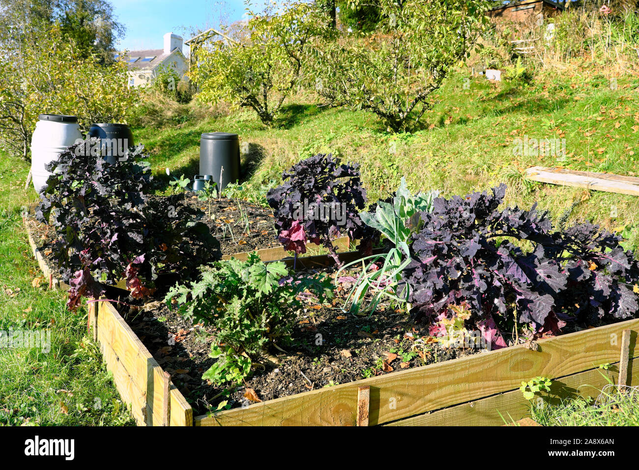 Purple brassicas growing in a raised bed in a country garden with a
