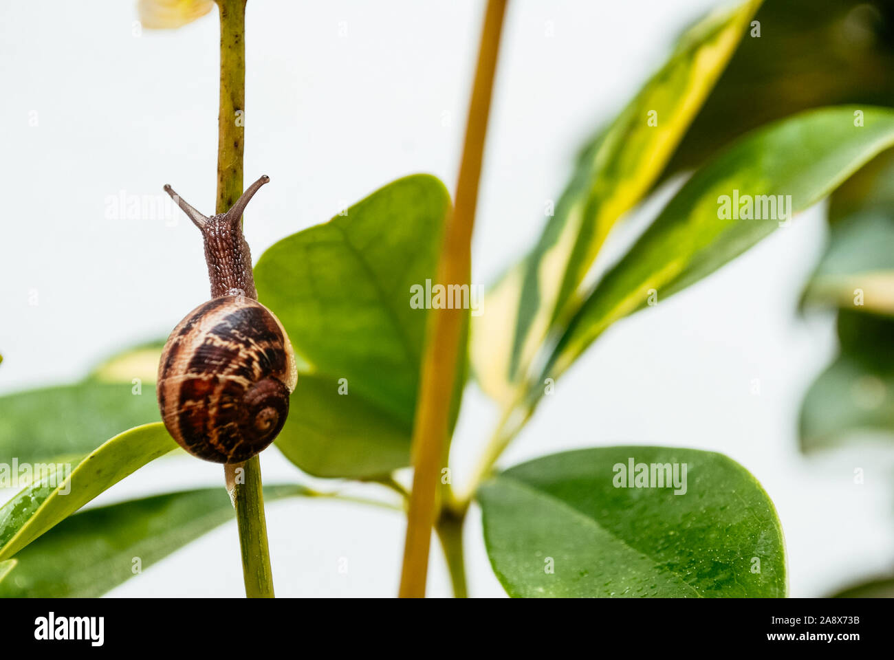 Common garden snail crawling on green stem of plant Stock Photo