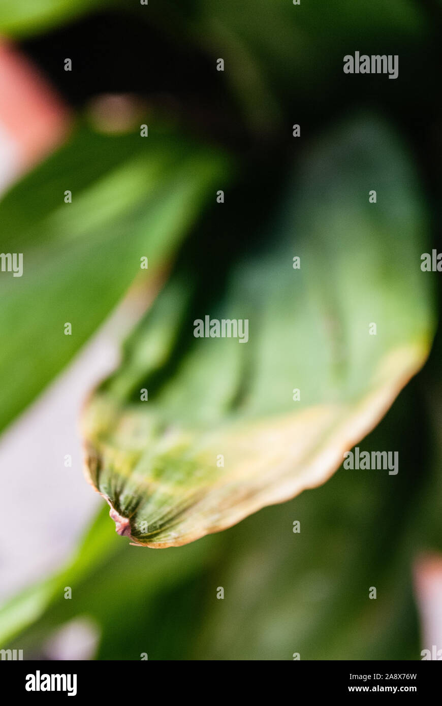 Close-up view of a green plant Stock Photo