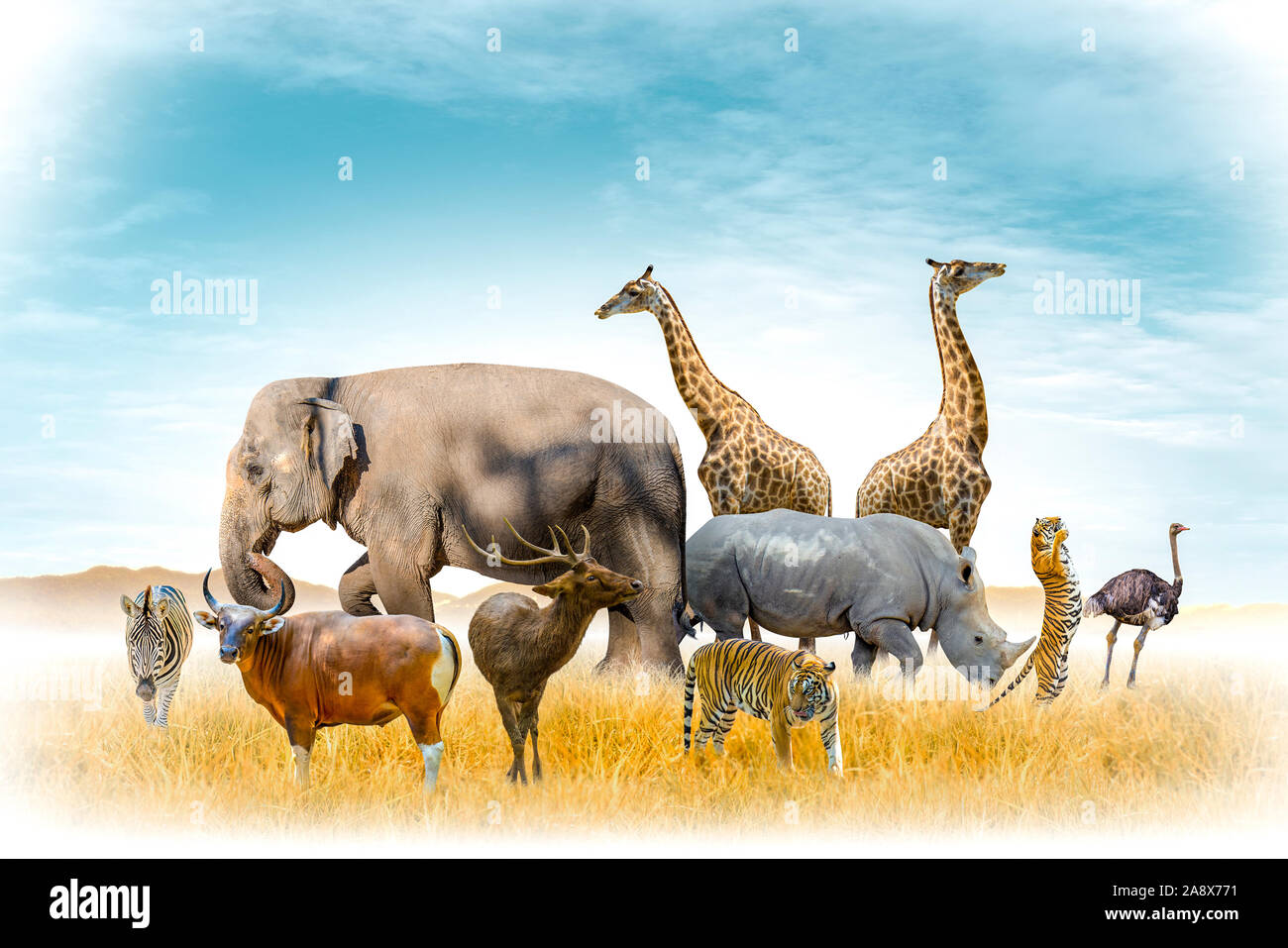African safari and Asian animals in the theme illustration, filled with many animals, a white border image Stock Photo
