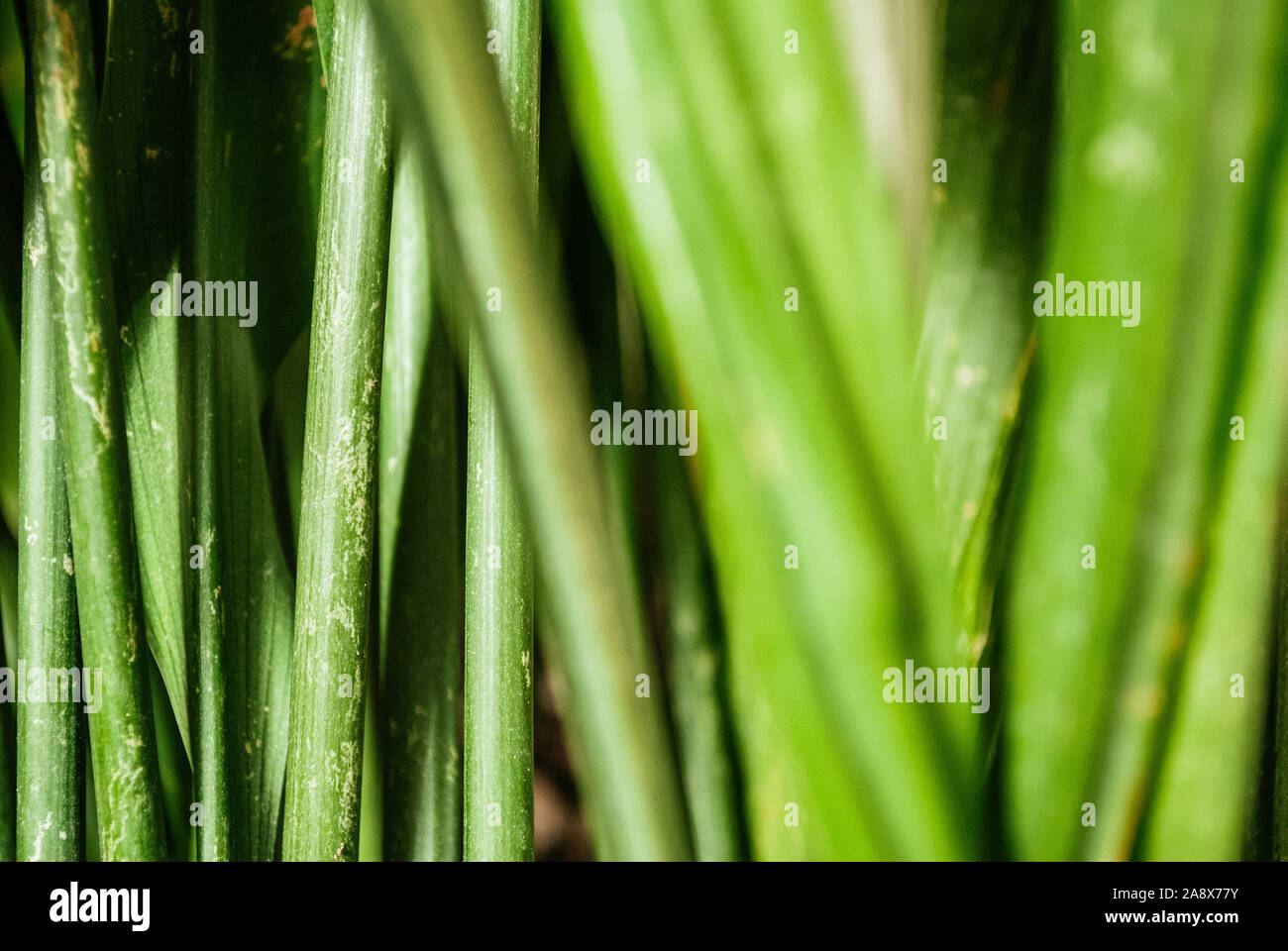 Close-up view of a green plant Stock Photo