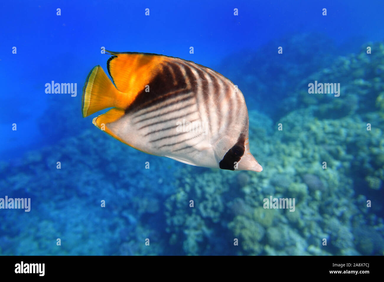 Butterflyfish In The Ocean. Threadfin butterflyfish With Black, Yellow And White Stripes. Tropical Fish In The Sea Near Coral Reef. Stock Photo