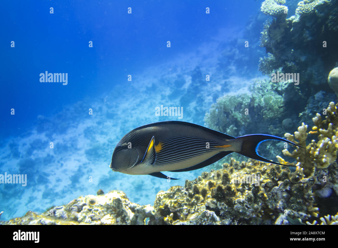 Tropical Fish In The Ocean. Sohal Surgeonfish With Black Fins, Yellow And Blue Stripes. Acanthurus Sohal In The Sea Near Coral Reef. Stock Photo