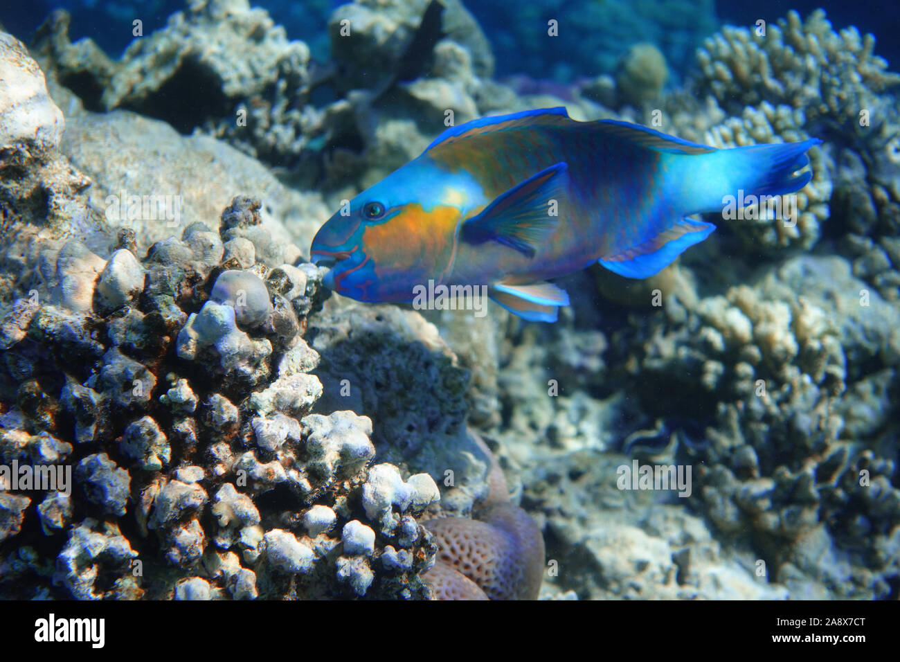 Tropical Fish In The Ocean. Queen Parrotfish With Blue Fins. Colorful Saltwater Fish In The Sea Near Coral Reef. Stock Photo