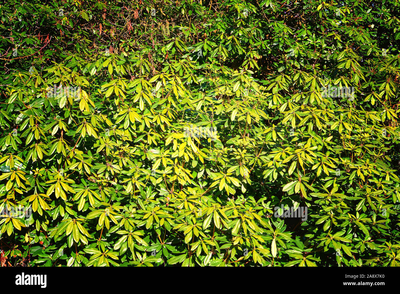 Rhododendron autumn leaves as a green nature background. Luteum, azalea Stock Photo