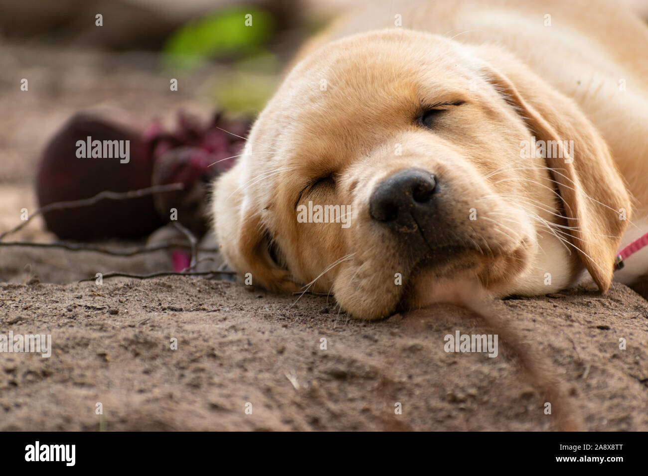 Yellow lab puppy sleeping outside. Stock Photo