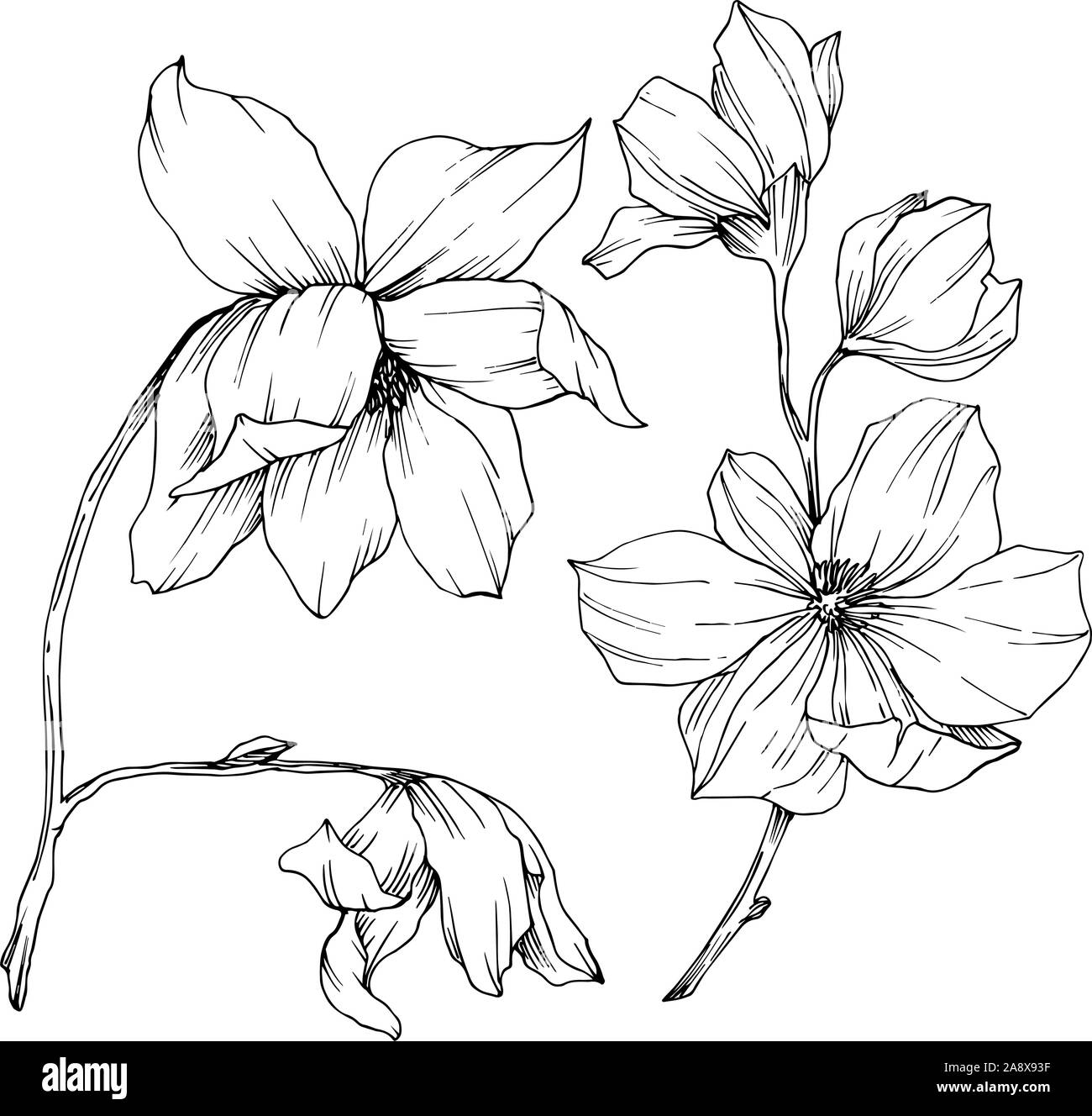 Magnolia tree vector Black and White Stock Photos & Images - Alamy