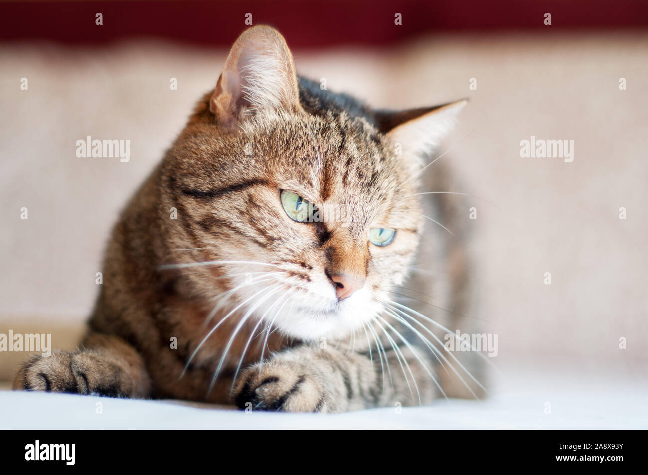grumpy, beautiful, tabby female cat with green eyes. close up face Stock Photo