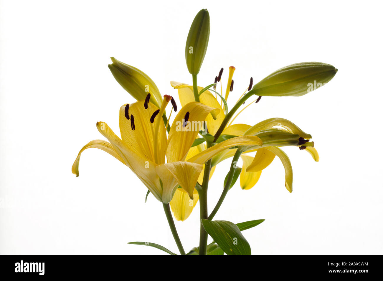 Yellow Asiatic Lilies, Lily Bouquet with green leaves on clean white